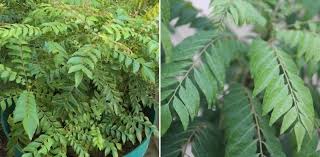 Proper care must be taken during summer when the soil get dried up easily. Growing Curry Leaf Plant From Cuttings Seed Kadi Patta Agri Farming