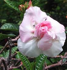 Image result for Dissotis alata