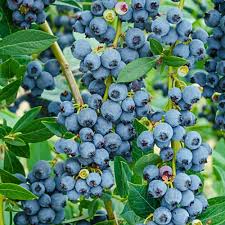 Bird Netting For Blueberries Lowes Echo Blueberry Plant Fruit Trees And Bushes From Gurney S In 2020 Blueberry Plant Blueberry Bushes Fruit Plants