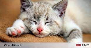 Seperti ketika manusia demam, ketika kucing demam maka tubuhnya akan panas. 7 Ciri Ini Mengindikasikan Kucing Kesayanganmu Sedang Demam Waspada