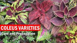 Find here details of companies selling coleus plant, for your purchase requirements. How To Grow Coleus Plant Care And How To Propagate From Cuttings Coleus Cuttings English Youtube