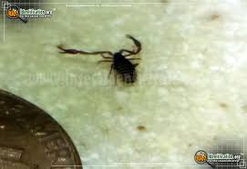 You bugs better give up, or king gorge will crush youse all. Pseudoscorpion