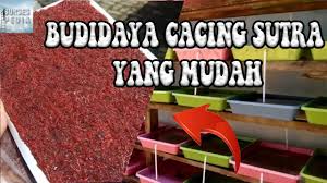 Karena kandungan protein, lemak dan mineralnya yang tinggi, cacing tanah bisa digunakan sebagai pakan ternak seperti unggas, ikan, udang dan kodok. Cara Praktis Budidaya Ternak Cacing Sutra Bagi Pemula Youtube