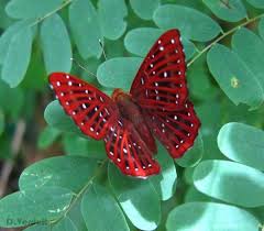 Black And White Striped Caterpillar With White Hair 1 5 Cm Butterfly Moth Red With Black Markings And White Spots Beautiful Butterflies Moth Butterfly