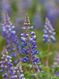 Lupinus Perennis Wild Lupine World Of Flowering Plants Lupine Flowers Wild Flower Meadow Wildflower Garden