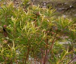 Image result for Secamone delagoensis