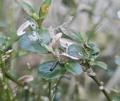 Image result for caterpillar box tree moth inside buxus plant