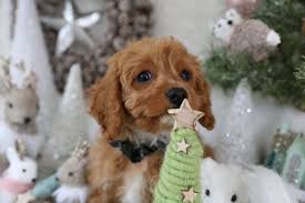 Cavapoo is a hybrid breed from the cross between the cavalier spaniel and the poodle. Cavapoo Puppies Foxglove Farm
