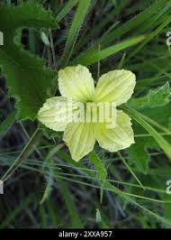 Image result for Cucumis hirsutus