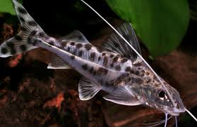 76 Ikan Hias Air Tawar Aquarium Tanpa Oksigen Dan Dengan Oksigen Info Aneka Ikan Hias Air Tawar