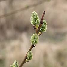 Image result for Goat Willow