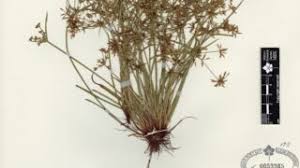Image result for Cyperus tenuispica