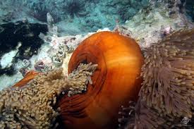 Image result for Heteranthoecia