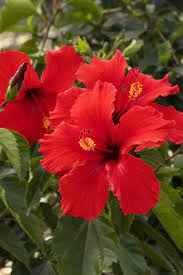 Brilliant Hibiscus Monrovia Brilliant Hibiscus Hibiscus Plant Hibiscus Flowers Hibiscus Garden
