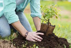How to plant fruit tree. 10 Tips For Planting Fruit Trees How To Plant A Fruit Tree Mamiverse