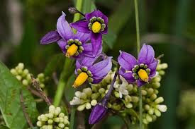 Image result for Solanum litoraneum