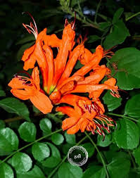 Image result for Tecomaria nyassae