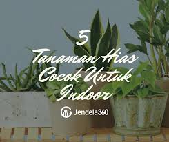 Selain meletakkan tanaman hias di luar rumah, kamu juga bisa meletakkannya di dalam ruangan rumah lho. 5 Tanaman Hias Cocok Untuk Indoor Dan Tips Merawatnya