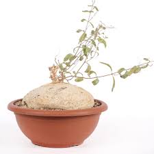 Image result for Raphionacme