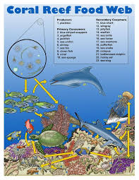 Coral Reefs Were One Of The Most Discussed Topic In This Class When Talking About Biodiversity They Play A Coral Reef Biome Coral Reef Ecosystem Ocean Habitat