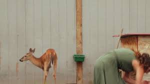 Senor Gif Deer Page 2 Greatest Gifs Of All Time Pronounced Gif Or Jif Cheezburger