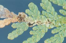 Image result for argyresthia thuiella thuja symptoms