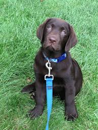 What Mom I M Sitting Like A Good Boy Puppy Labrador Training Labrador Retriever Training Labrador Dog Labrador