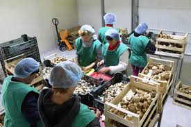 Recrutare, angajare, oferte cu locuri de muncă bucătar germania fără comision, fără intermediari, direct la angajatorul german. Locuri De Munca In Germania La Fabrica De Prelucrare Ciuperci Oferte Munca