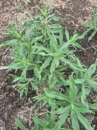 Image result for Erlangea