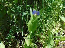 Image result for Tinnea vesiculosa