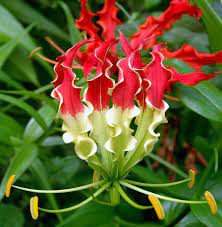 Beautiful Climbing Flame Lily Delicate Looking But Very Hardy Native To Southern Africa Nati Beautiful Flowers Beautiful Flowers Photos Best Flower Pictures