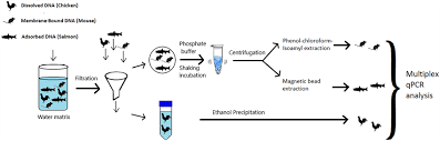 Experimental workflow to isolate eDNA states. Chicken DNA was spiked in... 