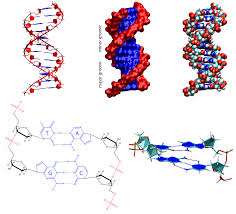 Dna contains the genetic code that determines the amino acid sequence of proteins 3. Https Www Ks Uiuc Edu Training Casestudies Pdfs Dna Pdf