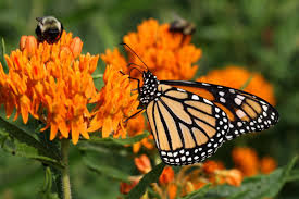 American plant exchange milkweed monarch butterfly attractant live plant, 6 pot, red, orange and yellow flowers. Best Milkweed Varieties For Monarch Butterflies Old Farmer S Almanac