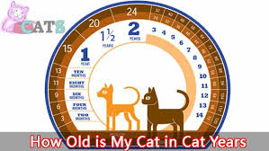 how old is my cat in cat years cat age calculator and chart