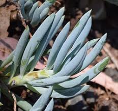 Image result for Senecio sp.no.1