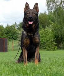 Maybe you would like to learn more about one of these? I Would Love To Have A Sable German Shepherd His Name Would Be Erebus Sable German Shepherd Puppies Black Sable German Shepherd Sable German Shepherd