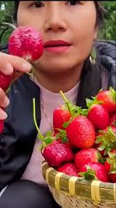 Trải Nghiệm Ăn Dâu Tây Ngọt Ngào