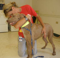 The happiest, sweetest, goofiest dog we've ever met