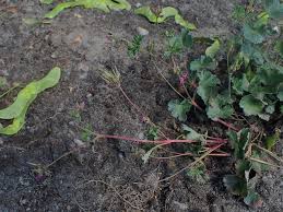 Image result for Pelargonium grossularioides