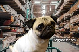 Maybe you would like to learn more about one of these? Does Lowes Allow Dogs Lowes Pet Policy Is Confusing
