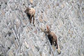 The deadliest mountain goat falls occur in the breeding season. Watch Crazy Goat Climbing On Steep Walls Gripped Magazine