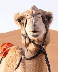 Dromedar bactrian kamel, kamel, tiere, arabisches kamel, bactrian kamel png. Die Grossten Irrtumer Uber Kamele Geolino