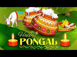 All these hd images can be used as a pongal greeting card to convey tamil pongal wishes for friends and family members. Olqedir Z 9ypm