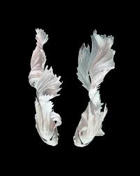 Siamese Fighting Fish Fairy Tail By Jirawat Plekhongthu On 500px Balik Siyah Beyaz