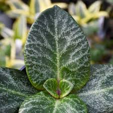 Image result for Crassula rhodesica