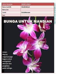 Maybe you would like to learn more about one of these? Detail Gambar Nama Saintifik Bunga Orkid