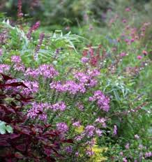 Image result for Cleome schimperi