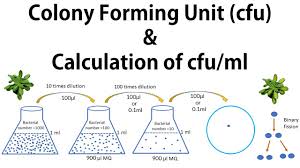 On a 1:10 dilution plate, all counts will be multiplied by 10 to give the true result. 2 Colony Forming Unit Cfu Calculation Of Cfu Ml Youtube