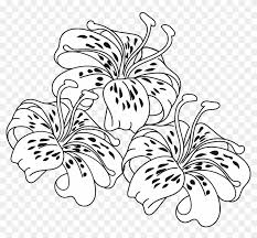 Download lily flowers to color. Tiger Lily Coloring Pages Coloring Home
